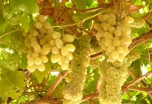 新疆葡萄酒亮相大阪世博會(huì)中國(guó)館-酒展網(wǎng)