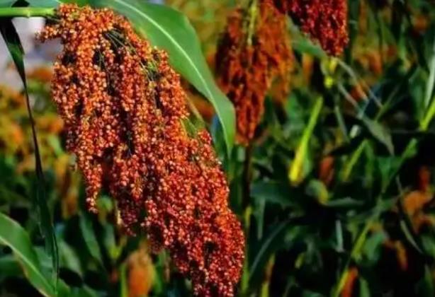 2022仁懷高粱產值預計9.8億-酒展網