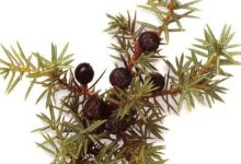 日本草木研究所推出森林杜松子酒-酒展網