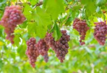 寧夏：統(tǒng)籌資金最高100萬支持枸杞、葡萄酒通過電商渠道銷售-酒展網(wǎng)