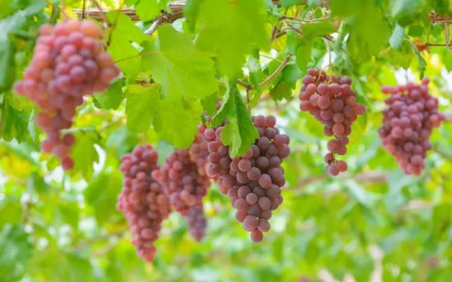 國際葡萄與葡萄酒組織:2021中國葡萄園面積全球第三-酒展網