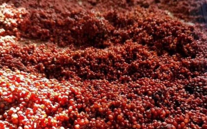 貴州全年高粱產量70萬噸，前十企業下沙投產增19%-酒展網