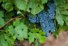 煙臺(tái)地區(qū)葡萄酒品牌價(jià)值突破860億-酒展網(wǎng)