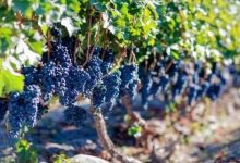 新疆焉耆葡萄酒產值超1億元-酒展網