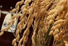 雙塔米釀完成數百萬天使輪融資-酒展網