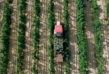 寧夏賀蘭山東麓葡萄酒產(chǎn)區(qū)擬新增1萬畝種植面積-酒展網(wǎng)