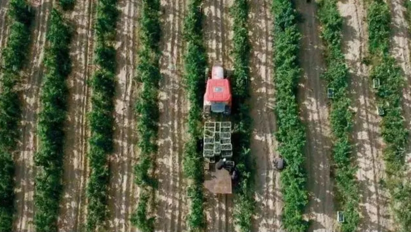 青銅峽葡萄酒產區迎來釀酒紅葡萄采收季-酒展網