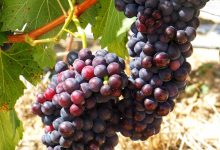 今年前三季度澳洲葡萄酒進(jìn)口額增130倍-酒展網(wǎng)