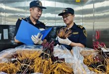 2萬株法國進口葡萄苗落地青島-酒展網