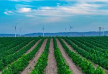 寧夏葡萄酒香飄慕尼黑-酒展網