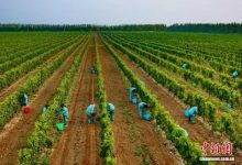 寧夏永寧釀出葡萄酒產業質效雙升好味道-酒展網